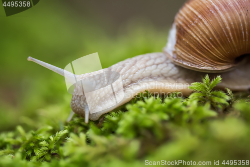 Image of Helix pomatia also Roman snail, Burgundy snail