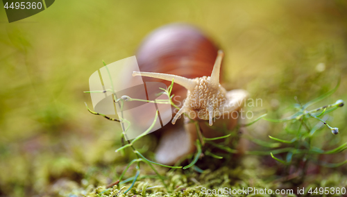 Image of Helix pomatia also Roman snail, Burgundy snail