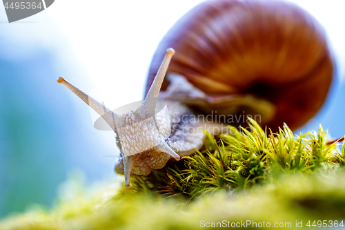 Image of Helix pomatia also Roman snail, Burgundy snail