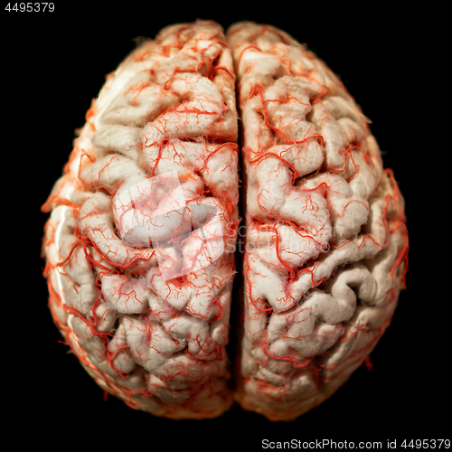 Image of Human brain closeup