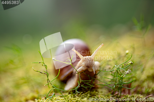 Image of Helix pomatia also Roman snail, Burgundy snail