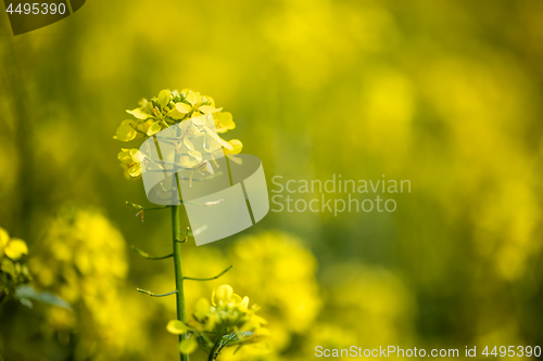 Image of Mustard flowers. Mustard – mystical flower of happiness and he