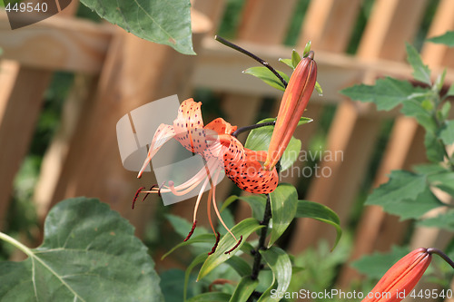 Image of Tiger lily blossom