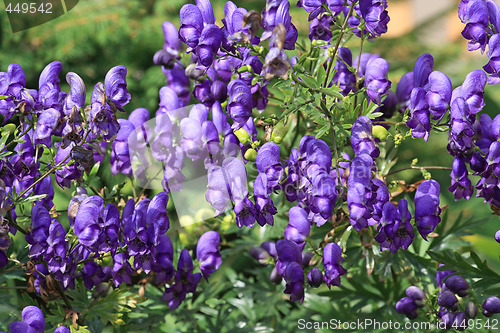Image of Aconitum