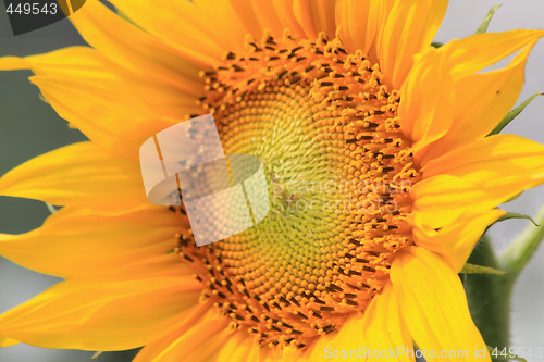 Image of Sunflower