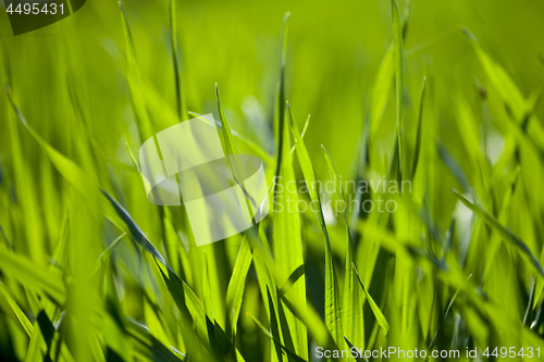 Image of Field of green grass