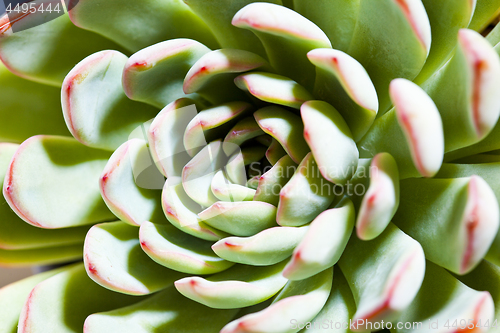 Image of Succulent macro background.