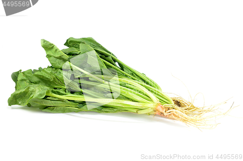 Image of Fresh bunch of spinach