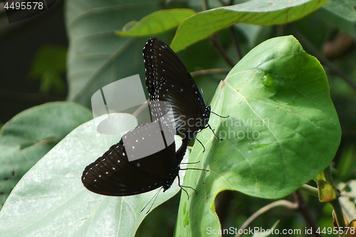 Image of Coupling and mating of butterflies