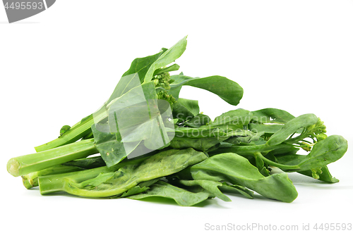 Image of Chinese Kai Lan vegetables