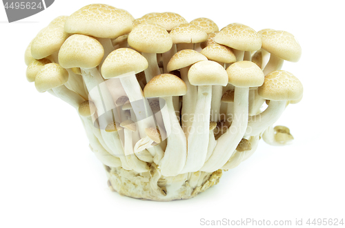 Image of Fresh beech mushroom