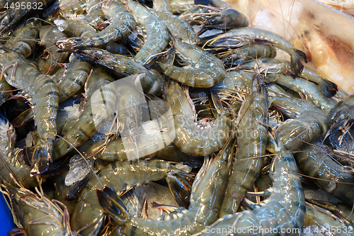 Image of Fresh raw shrimps prawns