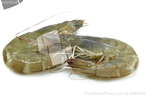 Image of Raw fresh shrimp