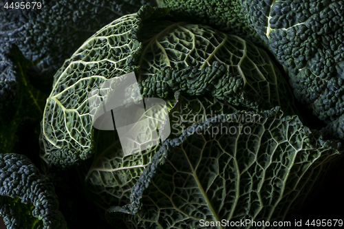 Image of Detail of Savoy cabbage leaves