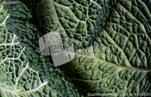 Image of Detail of Savoy cabbage leaves