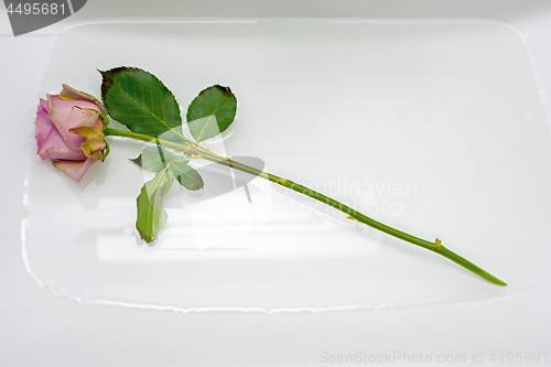 Image of One pink rose in sink with water.