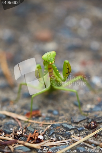 Image of Japanese Giant Mantis