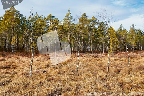 Image of Swamps in Finland