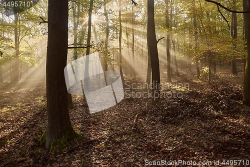 Image of Forest with light rays