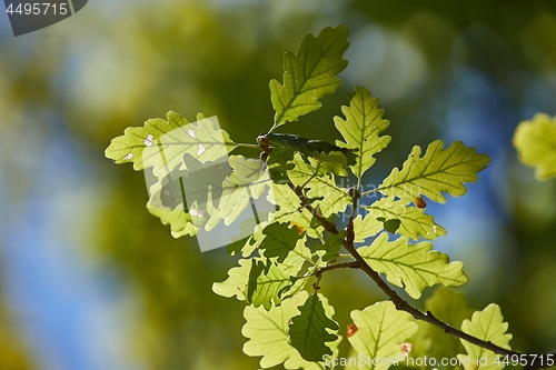 Image of Green Leaves of Spring