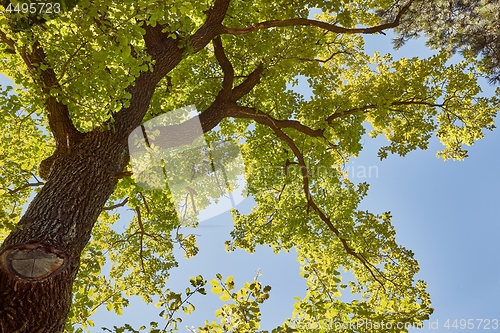 Image of Spring Green Leaves