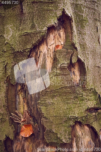 Image of Tree Trunk Closeup