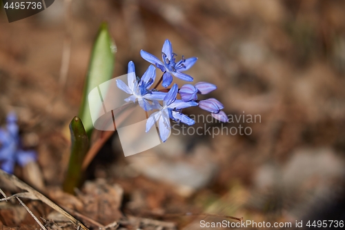 Image of Small blue Scilla flowers in spring