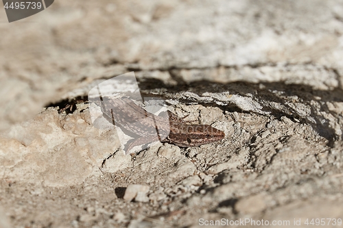 Image of Lizard on a cliff