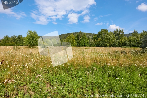 Image of Meadow in summer with plants growing