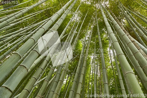 Image of Tall Bamboo Plants