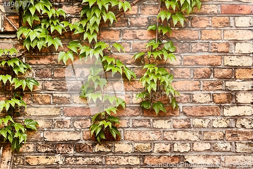 Image of Ivy on a wall