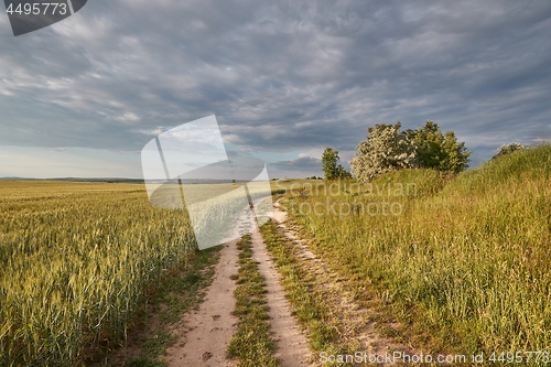 Image of Agricultural field in summer sunlight