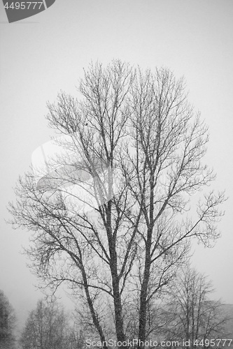 Image of Big lonely tree in heavy snowfall. Winter time.