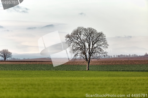 Image of Tree on a field