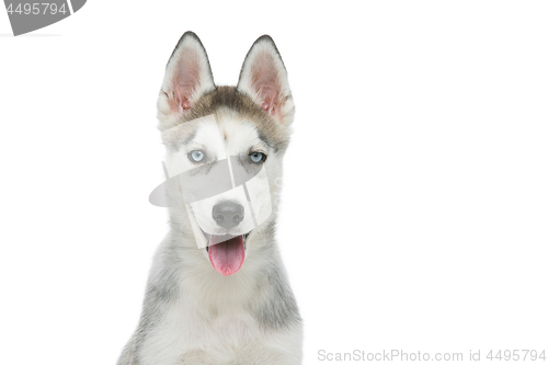 Image of Cute husky puppy dog