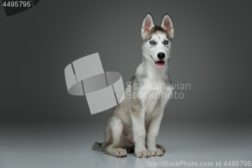 Image of Cute husky puppy dog