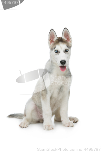 Image of Cute husky puppy dog