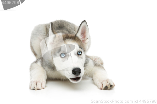 Image of Cute husky puppy dog