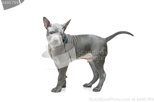 Image of Thai ridgeback puppy