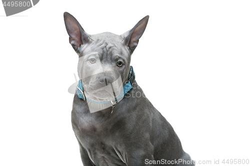 Image of Thai ridgeback puppy