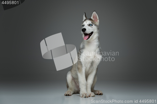 Image of Cute husky puppy dog