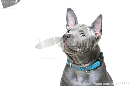 Image of Thai ridgeback puppy