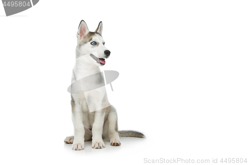 Image of Cute husky puppy dog