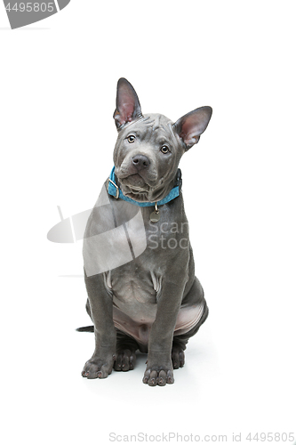 Image of Thai ridgeback puppy