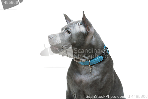 Image of Thai ridgeback puppy