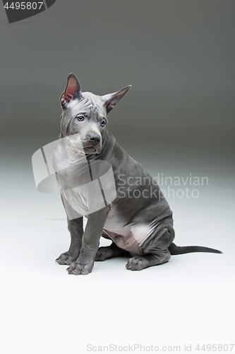 Image of Thai ridgeback puppy