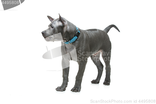 Image of Thai ridgeback puppy