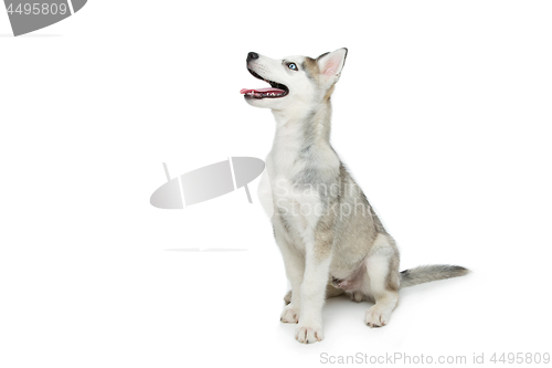 Image of Cute husky puppy dog