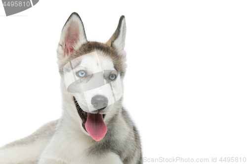 Image of Cute husky puppy dog