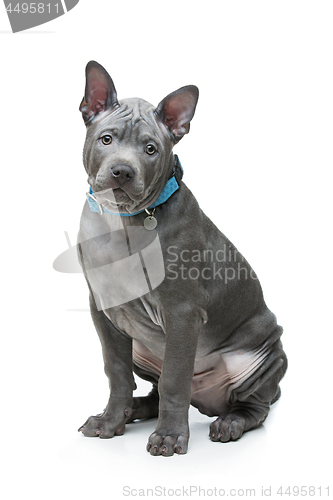 Image of Thai ridgeback puppy